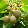 Actinidia arguta 'Weikii' - Kopasz kivi