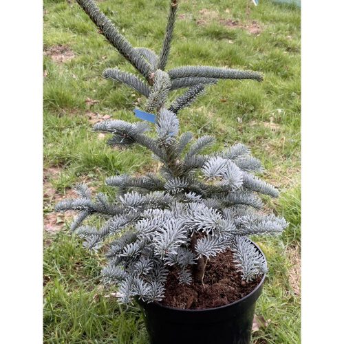 Abies procera 'Glauca' – Nemes jegenyefenyő