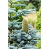 Abies procera 'Glauca' – Nemes jegenyefenyő