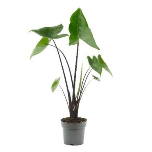 Alocasia black zebrina - Alokázia