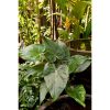 Alocasia Cucullata - Elefántfül