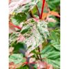 Acer conspicuum 'Red Flamingo' - Vörös flamingó juhar