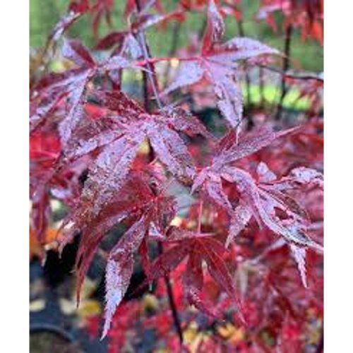 Acer palmatum 'Fireglow' - Japán juhar