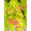 Acer shirasawanum 'Moonrise' - Japán juhar