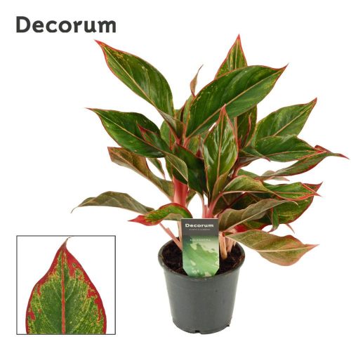 Aglaonema 'Crete Flame' - Rákvirág