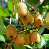 Actinidia deliciosa 'Jenny' - Öntermékeny kivi