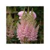 Astilbe chinensis 'Vision inferno' - Tollbuga