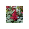 Astilbe chinensis 'Vision in red' - Tollbuga