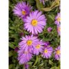 Aster dumosus 'Barbados' - törpe őszirózsa