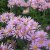 Aster dumosus 'Peter Harrison' -Törpe őszirózsa