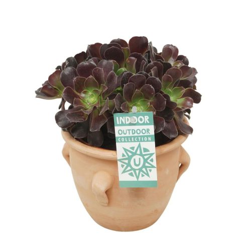 Aeonium aboreum velours -  Fatermetű kövirózsacserje