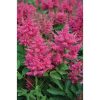 Astilbe 'Elisabeth van Veen' - Tollbuga