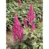 Astilbe 'Elisabeth van Veen' - Tollbuga