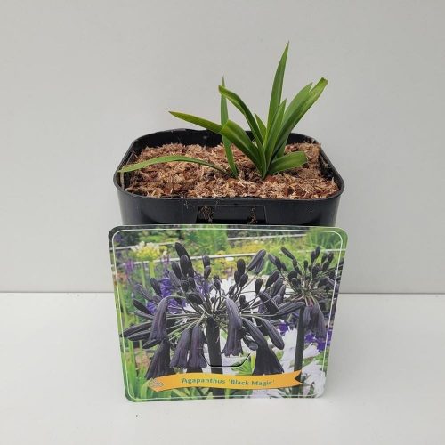 Agapanthus 'Black Magic'  - Szerelemvirág