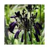 Agapanthus 'Black Magic'  - Szerelemvirág