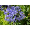 Agapanthus 'Blue Umbrella' - Szerelemvirág