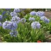 Agapanthus 'Rotterdam' C5 - Szerelemvirág