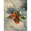 Aglaonema 'Crete Flame' - Rákvirág