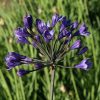 Agapanthus 'Intermedius'  - Szerelemvirág