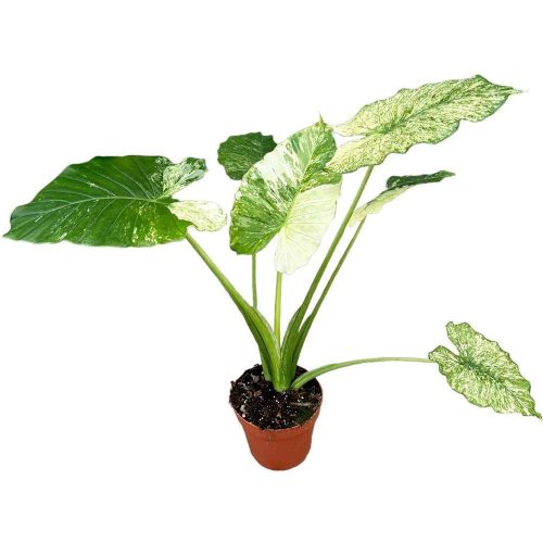 Alocasia Gageana 'Variegata' - Alokázia