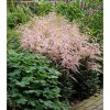 Astilbe 'Hennie Graafland' - Tollbuga