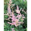 Astilbe 'Hennie Graafland' - Tollbuga