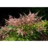 Astilbe 'Inshriach pink' - Tollbuga