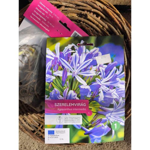 Agapanthus Intermedia  - Szerelemvirág virághagyma