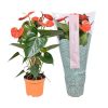 Anthurium 'Just Perfection' - Flamingóvirág