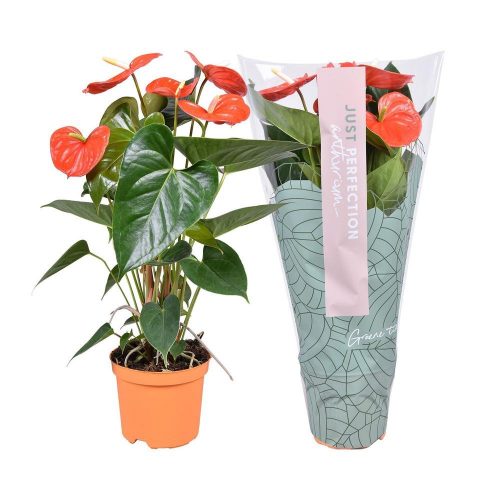 Anthurium 'Just Perfection' - Flamingóvirág