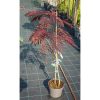 Albizia julibrissin 'Summer Chocolate' - Bordó levelű selyemakác