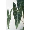 Alocasia longiloba - Alokázia