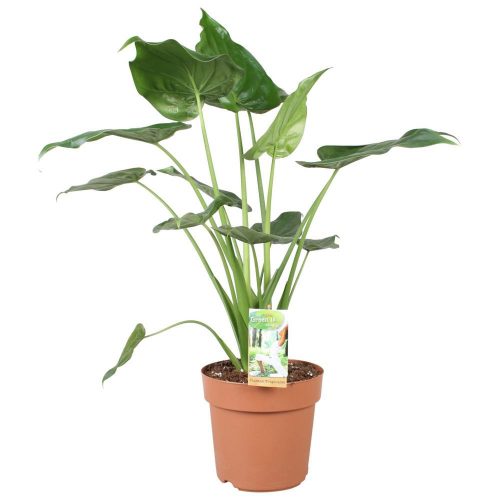 Alocasia Cucullata - Elefántfül