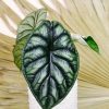 Alocasia "Dragon Scale" - Alokázia