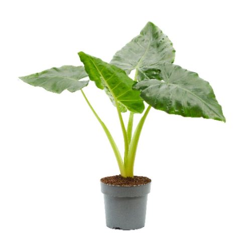 Alocasia "Lutea" - Alokázia