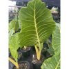 Alocasia "Lutea" - Alokázia