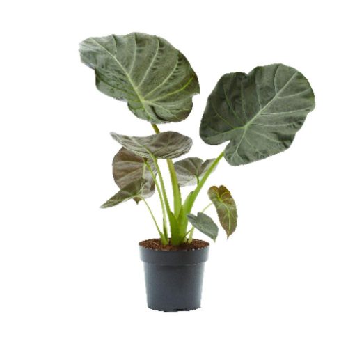 Alocasia 'Regal Shield' - Alokázia