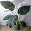 Alocasia 'Regal Shield' - Alokázia