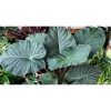 Alocasia 'Regal Shield' - Alokázia