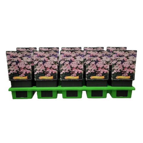 Achillea millefolium 'Appleblossom' - Cickafark