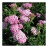 Achillea millefolium 'Appleblossom' - Cickafark