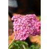 Achillea millefolium 'Lightning pink' - Cickafark