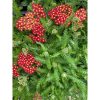 Achillea millefolium 'Milly rock red' - Cickafark