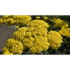 Achillea millefolium 'Moonshine' - Cickafark