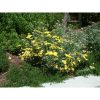 Achillea millefolium 'Moonshine' - Cickafark