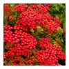 Achillea millefolium - 'Paprika' -  Közönséges cickafark