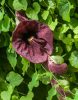 Aristolochia macrophylla – Pipavirágú farkasalma