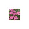 Achillea millefolium 'Pretty Belinda' - Cickafark