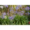 Agapanthus mix  - Szerelemvirág