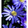 Anemone blanda - Szellőrózsa 'Blue Shades' 9cm-es cserépben